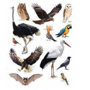 Birds not Kosher Stickers, Pack of 10 Sheets