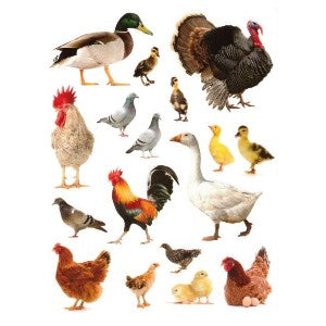 Kosher Animals Stickers 10-Sheets